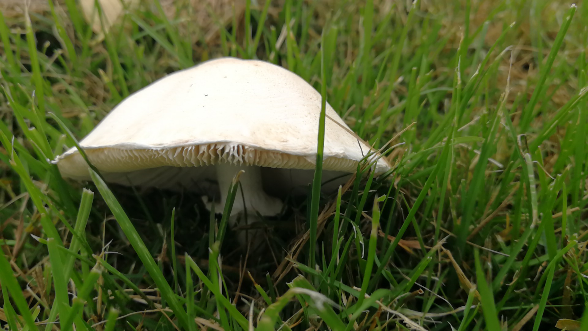 Seidiger Egerlingsschirmling - Frontalansicht. Der Ring geht etwas nach unten und ist relativ eng zum Stiel. Er kann auch vergänglich sein. 